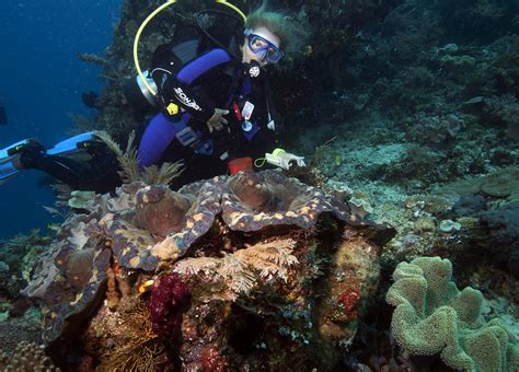 Photos of clams and cockles - Family Cardiidae