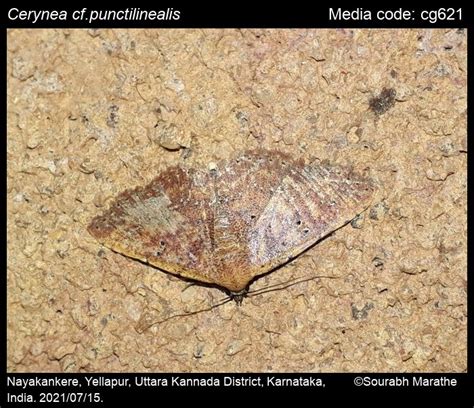 Cerynea punctilinealis (Walker, [1866]) - | Moths