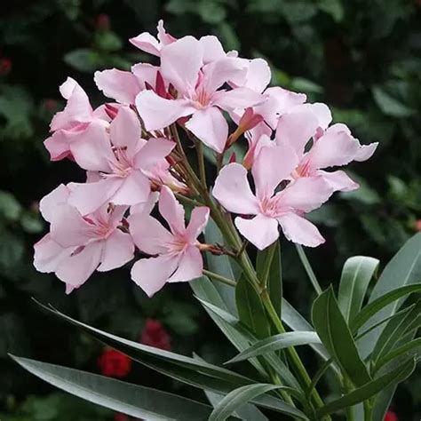 how to grow trinitaria seeds