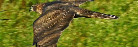 FULL COVERAGE: Conservation of Migratory Species of Wild Animals CoP in ...