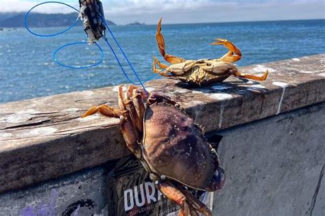 LEARN HOW TO CATCH AND COOK CRAB UNDER THE GOLDEN GATE BRIDGE (2025 ...