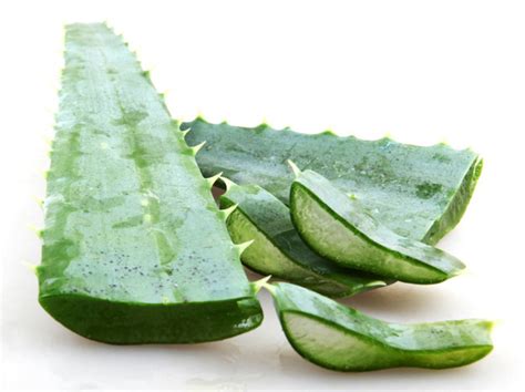Buy Organic Aloe Vera Leaf Large