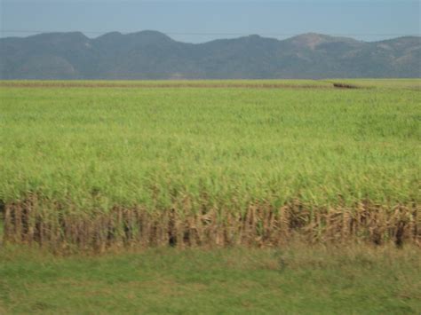 CUBAN AGRICULTURE – Daniel W Spink