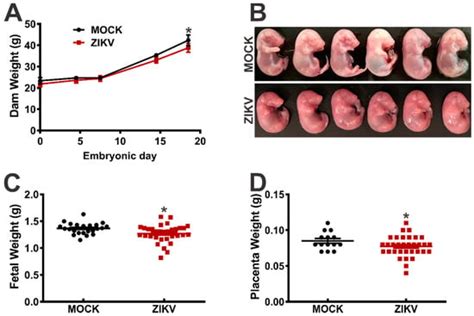 Host Immune Response to ZIKV in an Immunocompetent Embryonic Mouse ...