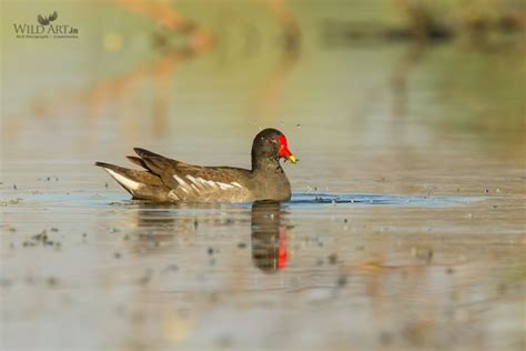 Gallery | WildArt | Birds of Indian SubContinent