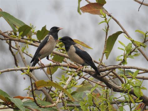 Birding from the balcony: 8 birds you can spot in Delhi right now ...