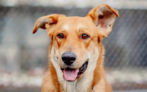 Home - Dog Gone Seattle