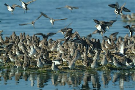 Population Of Birds