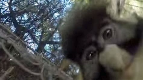 Image result for Monkey GoPro