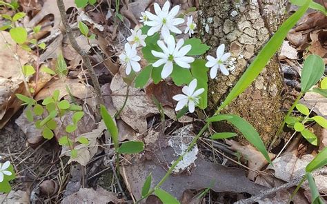 HAW RIDGE PARK (2025) All You Need to Know BEFORE You Go (with Photos ...