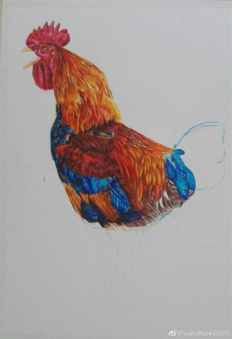 大公鸡彩铅画手绘教程图片 公鸡的彩铅画怎么画 公鸡的彩铅画法[ 图片/9P ] - 才艺君