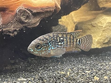 Male And Female Jack Dempsey Cichlid at Santana Champagne blog