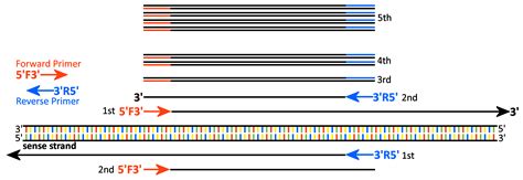 Image result for PCR Process