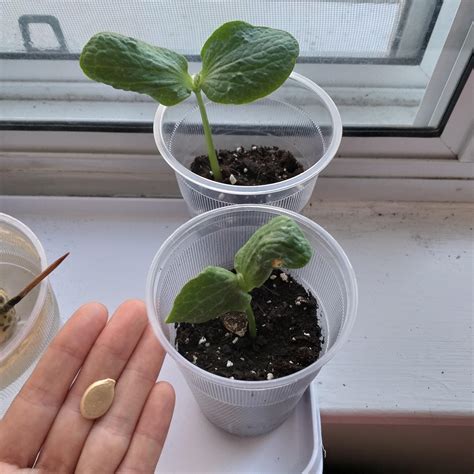 Butternut Squash Seedlings Winter Squash Uchiki Kuri Plug Plants