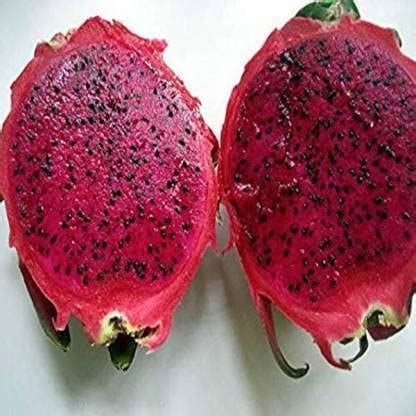 SK Farming Dragon Tree (Hybrid, Pack of 1) | SKF-DRAGON FRUIT PLANT 28 ...