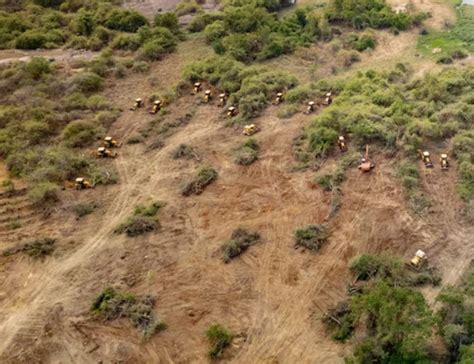 Kancha Gachibowli Land Dispute Committee Formed – Hyderabad Mail