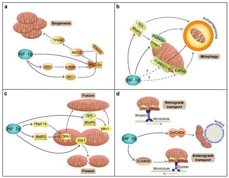 Hypoxia Signaling in Parkinson’s Disease: There Is Use in Asking “What ...