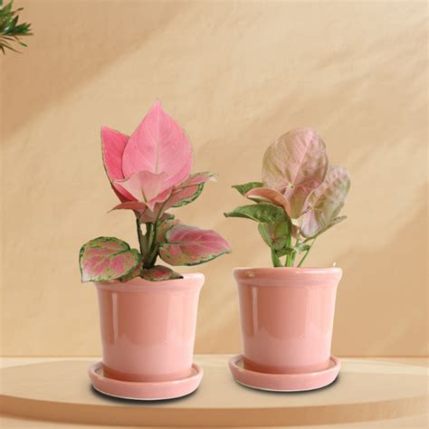 Syngonium Plants – Greenkin