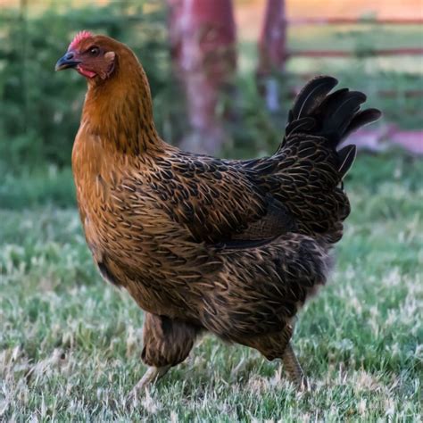 White Leghorn Rooster