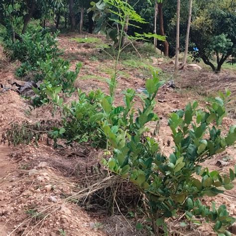 "Connecting Teams to Nature: Gensol Bengaluru’s Agroforest Commitment ...