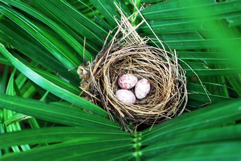 Nest Of Bulbul