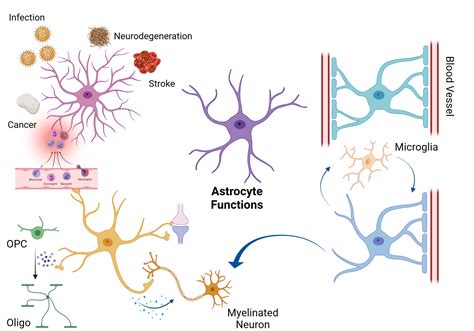 Image result for Astrocyte