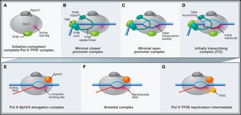 A Movie of RNA Polymerase II Transcription: Cell