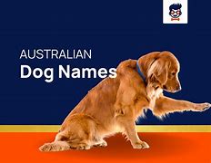 Image result for Australian Dog Names