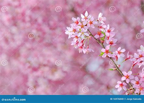 Pink Cherry Blossoms stock photo. Image of life, color - 16976840
