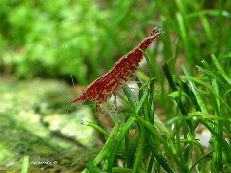 Care UK Red Cherry Shrimp - Detailed Guide: Care, Diet And Breeding ...