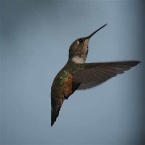 THE GARRISON INN (Kalispell, Montana) - B&B Reviews, Photos, Rate ...