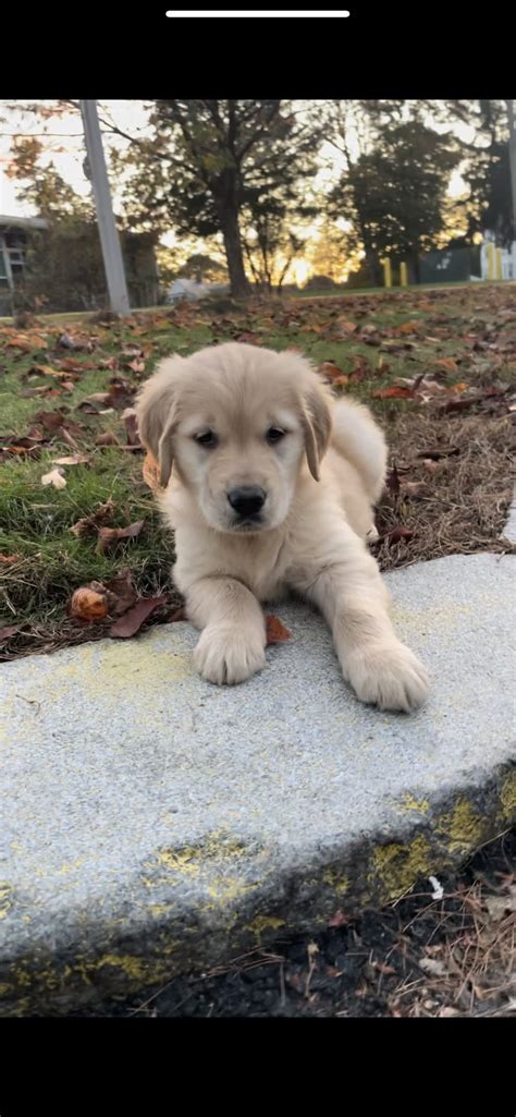 Lucy - Golden Retriever Puppy for Sale in worcester, MA | Lancaster Puppies