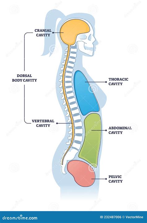 Dorsal and Other Body Cavities Cross Section, Outline Illustration ...