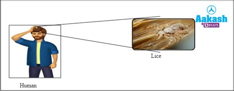 Heterotrophic Nutrition: Types, Definition & Examples | AESL