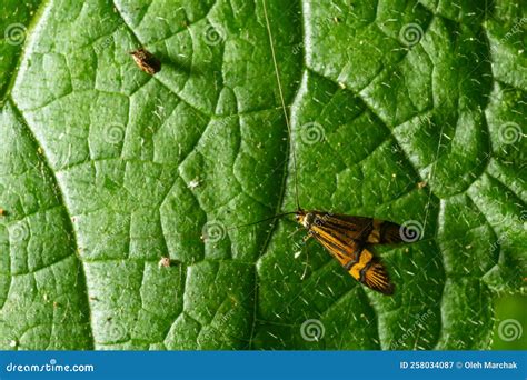 Tellow-barred Longhorn Moth Nemaphora Degeerella Huge Antenna Stock ...