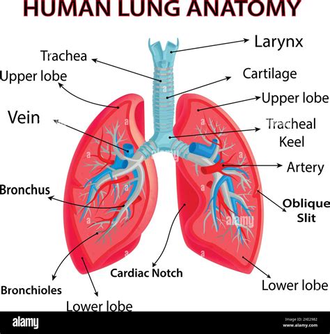 Breathe Easy: Understanding Lung Anatomy