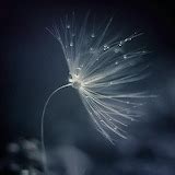 éclat [online jigsaw puzzle]