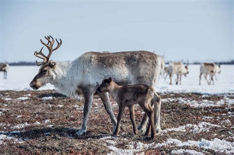 Are Reindeer Really Deer? Exploring Their Evolution and Distinct Features - A-Z Animals
