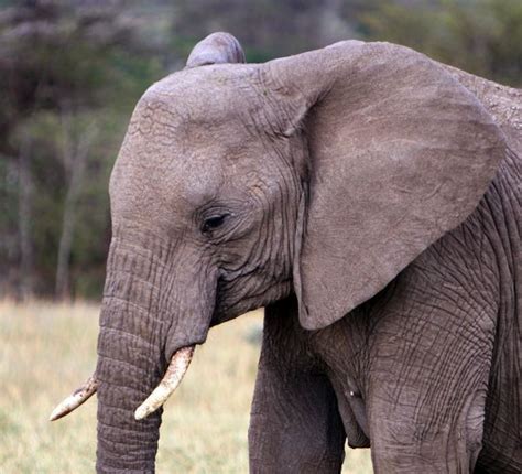 Image result for Elephant Insurance