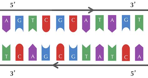 Reverse Complement 的图像结果