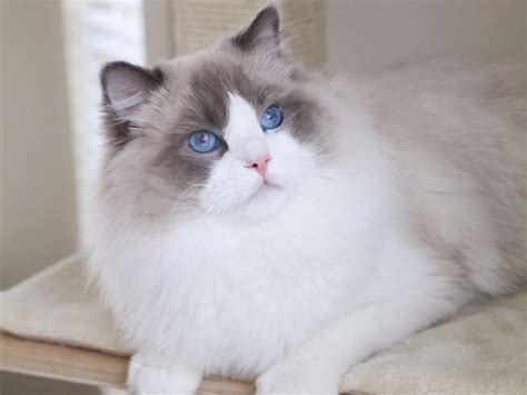 The Blue Bicolor Ragdoll — Ragdoll Kittens For Sale | Ragdoll Breeder