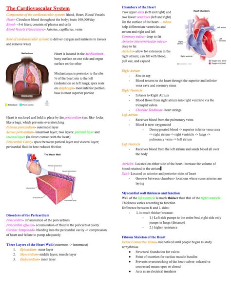 Image result for Cardiovascular System and Function Notes