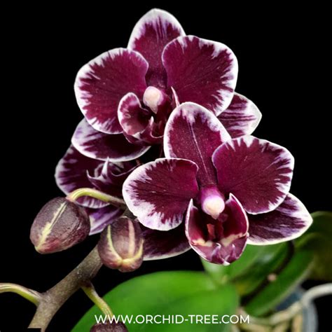 Blooming Orchids & Flowering Plants | Buy Orchid Plants With Flowers ...