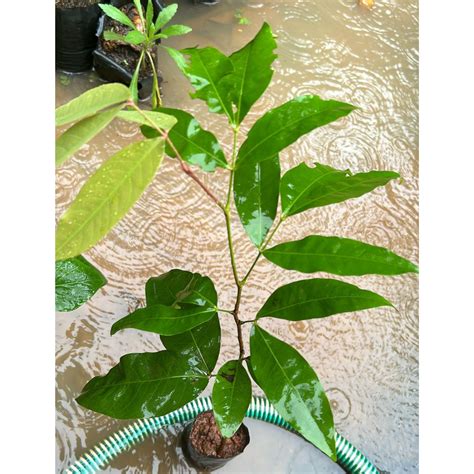 Asoka Tree (Saraca indica) Live Plant – Bloomica
