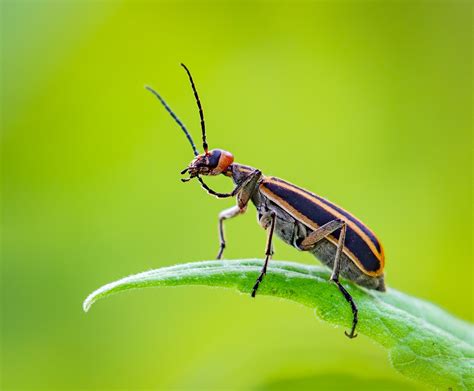 Blister Beetles Bites