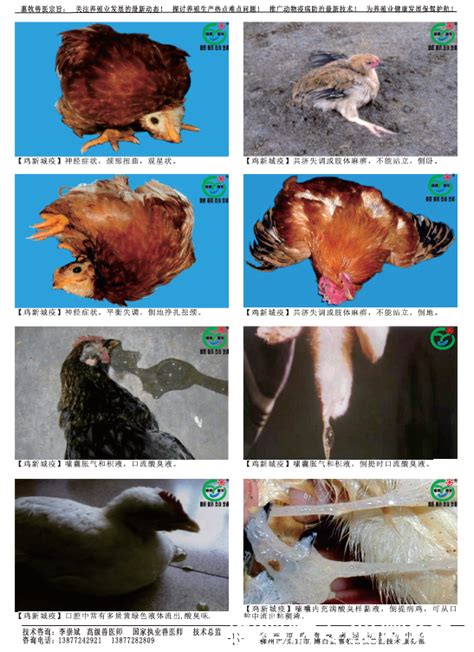 鸡新城疫症状鸡新城疫症状图片2022已更新今日更新