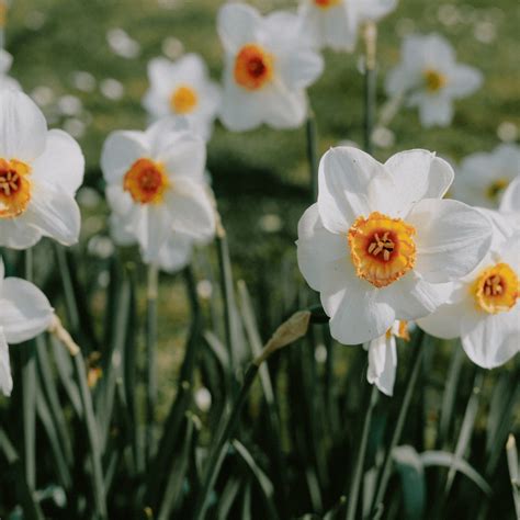 Narcissus Flower Meaning