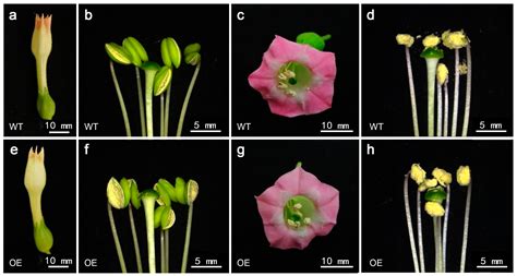 Overexpression of Cymbidium goeringii Cgo-miR159 Regulates Anther ...