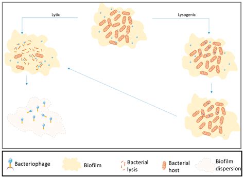 Potential Solutions Using Bacteriophages against Antimicrobial ...