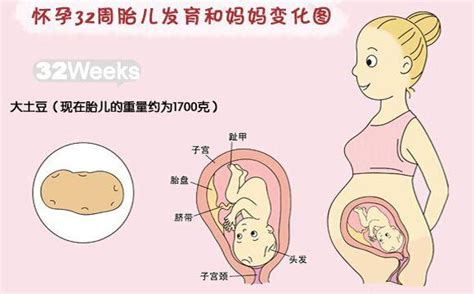 准妈妈必看：孕期宝宝每周正常生长标准